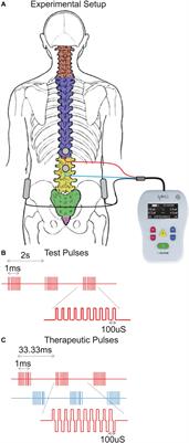 Frontiers | The Effect Of Non-invasive Spinal Cord Stimulation On ...